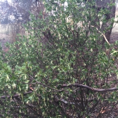 Styphelia triflora (Five-corners) at Majura, ACT - 19 Jan 2015 by AaronClausen