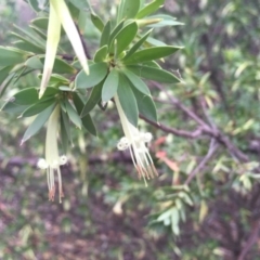 Styphelia triflora at Majura, ACT - 19 Jan 2015 06:53 PM