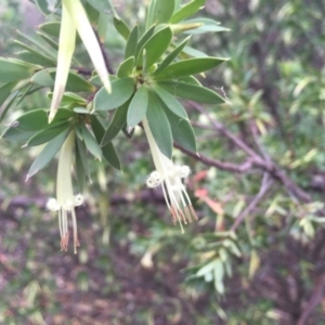 Styphelia triflora at Majura, ACT - 19 Jan 2015