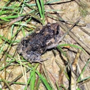 Brachychiton populneus subsp. populneus at Watson, ACT - 19 Jan 2015