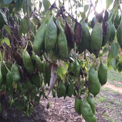 Brachychiton populneus subsp. populneus (Kurrajong) at Mount Majura - 19 Jan 2015 by AaronClausen