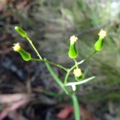 Senecio (genus) (A Fireweed) at Paddys River, ACT - 15 Jan 2015 by galah681