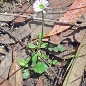 Lagenophora stipitata at Paddys River, ACT - 15 Jan 2015