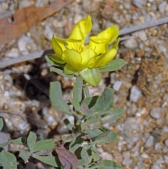 Hibbertia obtusifolia (Grey Guinea-flower) at Paddys River, ACT - 14 Jan 2015 by galah681