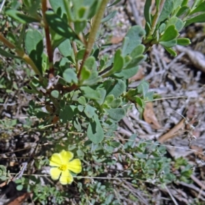 Hibbertia obtusifolia at Paddys River, ACT - 15 Jan 2015