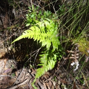 Blechnum cartilagineum at Paddys River, ACT - suppressed