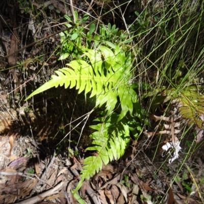 Blechnum cartilagineum (Gristle Fern) at Paddys River, ACT - 14 Jan 2015 by galah681