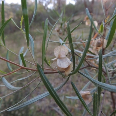 Dodonaea viscosa (Hop Bush) at Conder, ACT - 7 Dec 2014 by michaelb