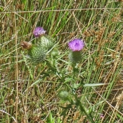 Cirsium vulgare (Spear Thistle) at Paddys River, ACT - 15 Jan 2015 by galah681