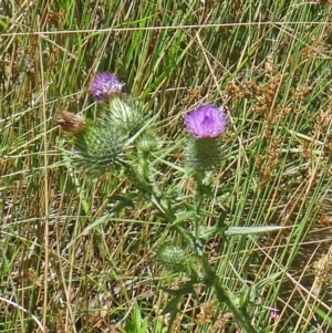 Cirsium vulgare at Paddys River, ACT - 15 Jan 2015 10:17 AM