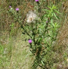 Cirsium vulgare at Paddys River, ACT - 15 Jan 2015 10:17 AM