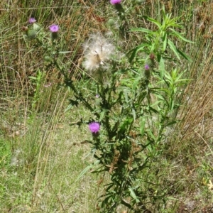 Cirsium vulgare at Paddys River, ACT - 15 Jan 2015 10:17 AM