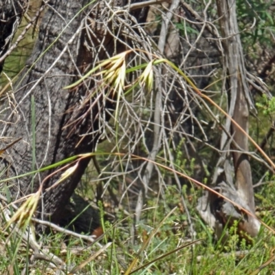 Themeda triandra (Kangaroo Grass) at Paddys River, ACT - 14 Jan 2015 by galah681
