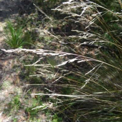 Poa labillardierei (Common Tussock Grass, River Tussock Grass) at Paddys River, ACT - 15 Jan 2015 by galah681