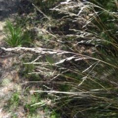 Poa labillardierei (Common Tussock Grass, River Tussock Grass) at Paddys River, ACT - 14 Jan 2015 by galah681