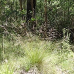 Poa labillardierei at Paddys River, ACT - 15 Jan 2015 10:21 AM