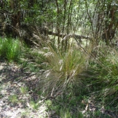 Poa labillardierei at Paddys River, ACT - 15 Jan 2015