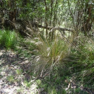 Poa labillardierei at Paddys River, ACT - 15 Jan 2015