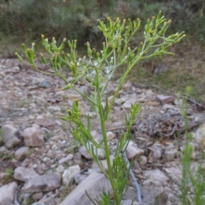 Senecio diaschides at Conder, ACT - 7 Dec 2014