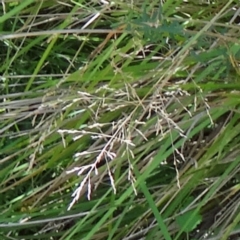 Rytidosperma pallidum at Tidbinbilla Nature Reserve - 14 Jan 2015 by galah681