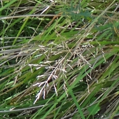 Rytidosperma pallidum at Tidbinbilla Nature Reserve - 15 Jan 2015 by galah681