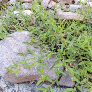 Persicaria prostrata at Conder, ACT - 7 Dec 2014