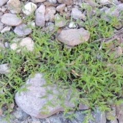 Persicaria prostrata at Conder, ACT - 7 Dec 2014 07:00 PM