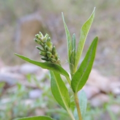 Persicaria prostrata at Conder, ACT - 7 Dec 2014