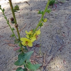 Verbascum virgatum (Green Mullein) at Paddys River, ACT - 14 Jan 2015 by galah681