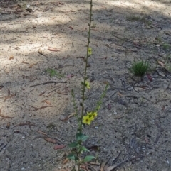 Verbascum virgatum at Paddys River, ACT - 15 Jan 2015