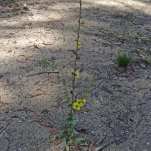 Verbascum virgatum at Paddys River, ACT - 15 Jan 2015