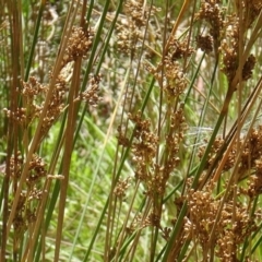 Juncus filicaulis at Tidbinbilla Nature Reserve - 14 Jan 2015 by galah681