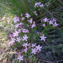 Centaurium tenuiflorum (Branched Centaury) at Paddys River, ACT - 15 Jan 2015 by galah681