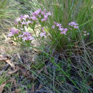 Centaurium tenuiflorum at Paddys River, ACT - 15 Jan 2015