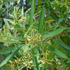 Lomatia myricoides at Paddys River, ACT - 15 Jan 2015 10:26 AM