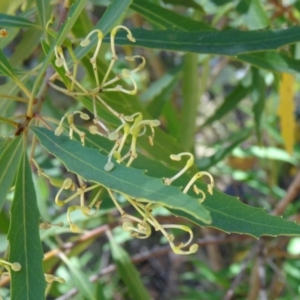 Lomatia myricoides at Paddys River, ACT - 15 Jan 2015 10:26 AM