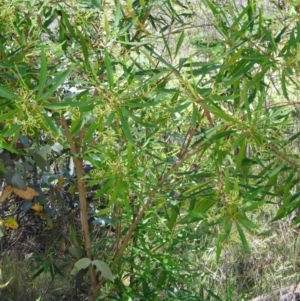 Lomatia myricoides at Paddys River, ACT - 15 Jan 2015 10:26 AM