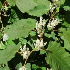 Reynoutria sachalinensis (Giant Knotweed) at Paddys River, ACT - 15 Jan 2015 by galah681