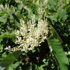 Fallopia sachalinensis at Paddys River, ACT - 15 Jan 2015