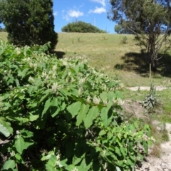 Reynoutria sachalinensis at Paddys River, ACT - 15 Jan 2015 10:47 AM