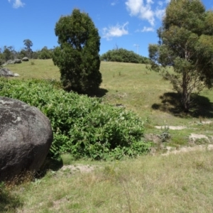 Reynoutria sachalinensis at Paddys River, ACT - 15 Jan 2015