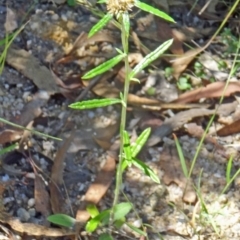 Euchiton sphaericus (Star Cudweed) at Tidbinbilla Nature Reserve - 14 Jan 2015 by galah681