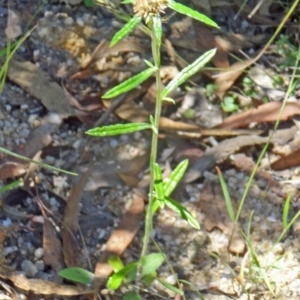 Euchiton sphaericus at Paddys River, ACT - 15 Jan 2015 10:25 AM