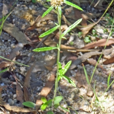 Euchiton sphaericus (Star Cudweed) at Tidbinbilla Nature Reserve - 14 Jan 2015 by galah681