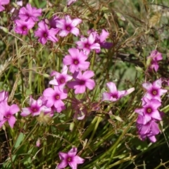 Oxalis articulata (Shamrock) at Paddys River, ACT - 15 Jan 2015 by galah681