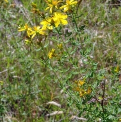 Hypericum perforatum (St John's Wort) at Paddys River, ACT - 14 Jan 2015 by galah681