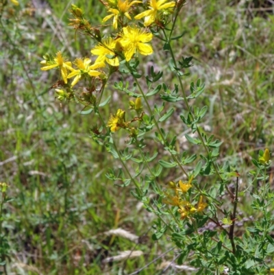 Hypericum perforatum (St John's Wort) at Paddys River, ACT - 15 Jan 2015 by galah681