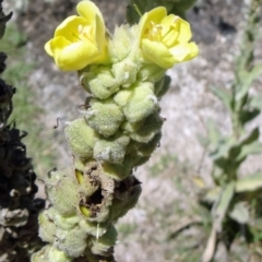 Verbascum thapsus subsp. thapsus (Great Mullein, Aaron's Rod) at Tidbinbilla Nature Reserve - 14 Jan 2015 by galah681