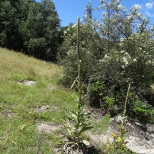 Verbascum thapsus subsp. thapsus at Paddys River, ACT - 15 Jan 2015 10:49 AM