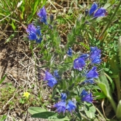 Echium vulgare (Vipers Bugloss) at Paddys River, ACT - 14 Jan 2015 by galah681